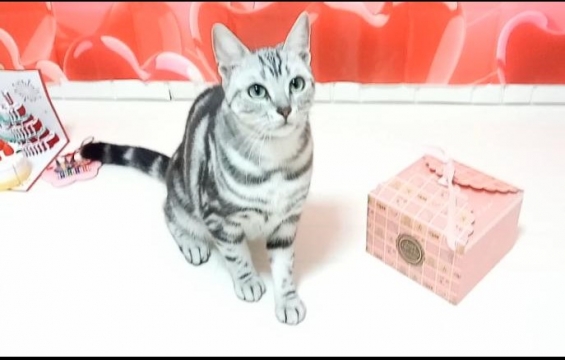 猫画像｜ティコのバレンタイン3