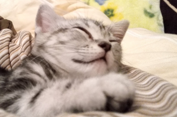 猫画像｜腕枕で寝るティコ