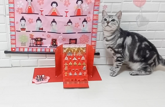 猫画像｜ティコの雛祭り