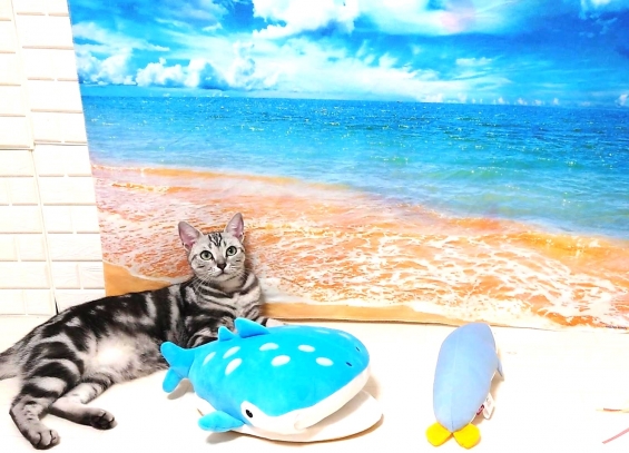 猫画像｜ティコの海水浴