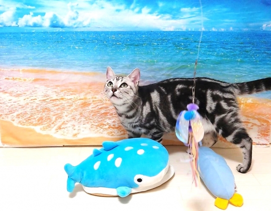 猫画像｜ティコの海水浴2