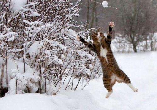 猫画像｜雪合戦