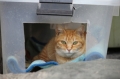 ねこハウス