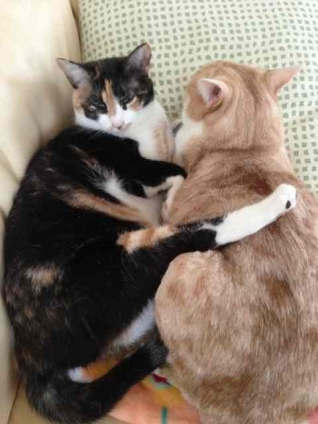 猫画像｜寝相…。