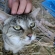 猫画像｜よしよし♪