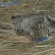 猫画像｜だら～ん・・・・