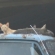 猫画像｜4匹でお昼寝中