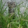 猫画像｜僕、遊びたいんだけど