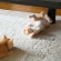 猫画像｜どっからでもかかってこいにゃー