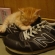 猫画像｜行かにゃいで…zzz