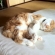 猫画像｜朝はお布団の隅っこでいっしょ