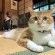 猫画像｜左耳で後ろの話をきいてる