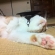 猫画像｜暑い、どうにでもして