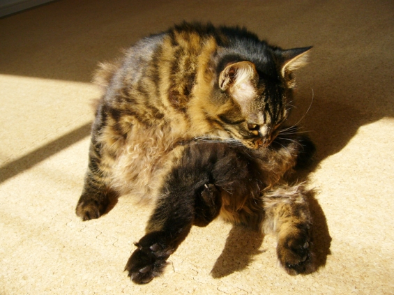 猫画像｜まる、ヨガポーズ