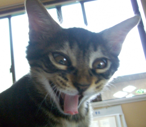 猫画像｜ぐゎ！
