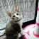 猫画像｜はな　遊ぼ！