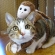 猫画像｜はな＆さる