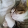 猫画像｜うふ！ うふ!