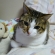 猫画像｜なに？