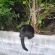 猫画像｜行っちゃダメっ