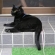 猫画像｜ここは好きな場所なんだ