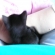 猫画像｜あまえっこ