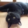 猫画像｜なに？呼んだかにゃ？