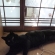 猫画像｜わき腹を引き締める運動だお。
