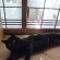 猫画像｜えっ？障子？ぼくじゃないよ