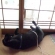 猫画像｜起きられニャい。ダイエットしなきゃ