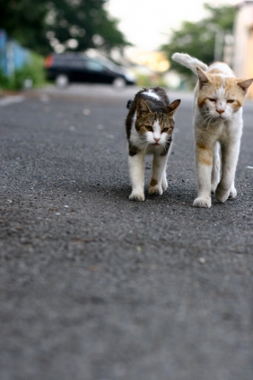 猫画像｜同じ道を・・・・・