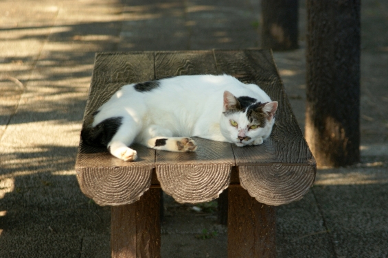 猫画像｜おこすにゃよっ！
