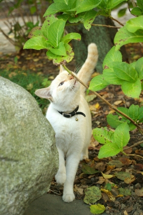 猫画像｜鼻がかゆいの。