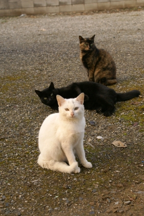 猫画像｜しろくろさびにゃん