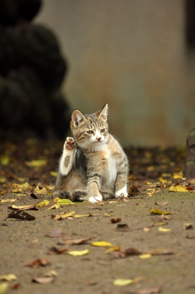 猫画像｜かいかい・・・・・