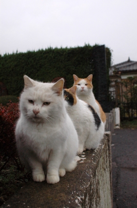猫画像｜はい！並んで並んで～！