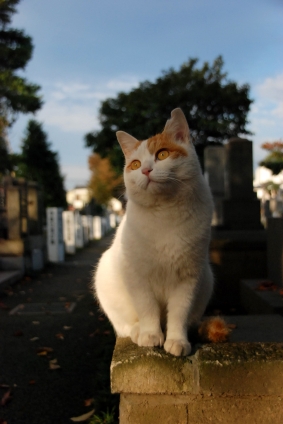 猫画像｜なにがみえる？
