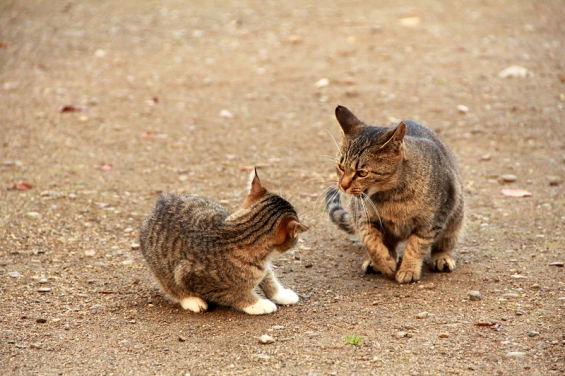 猫画像｜お説教・・・・・？