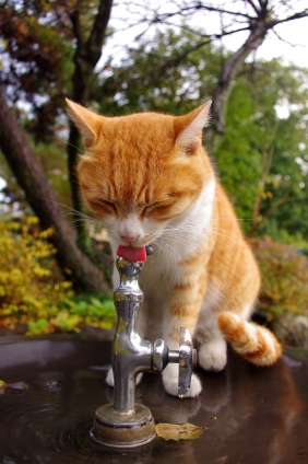 猫画像｜うみゃい！うみゃい！
