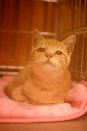 猫画像｜この子保護しました。