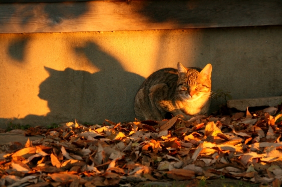 猫画像｜冬の朝