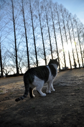 猫画像｜生きる