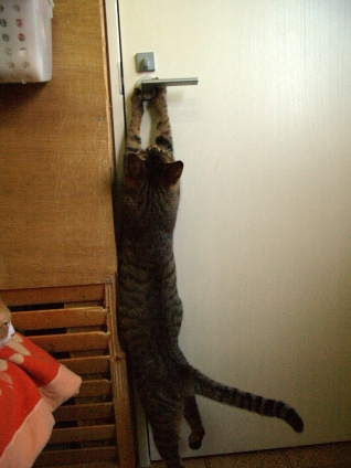 猫画像｜も、もうちょっとで・・・・・