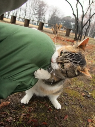 猫画像｜がぶがぶ・・・・・