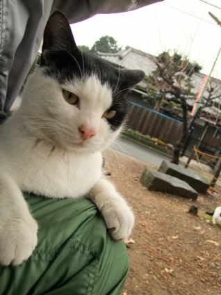 猫画像｜甘えん坊