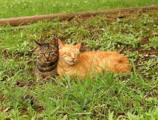 猫画像｜らぶらぶ❤