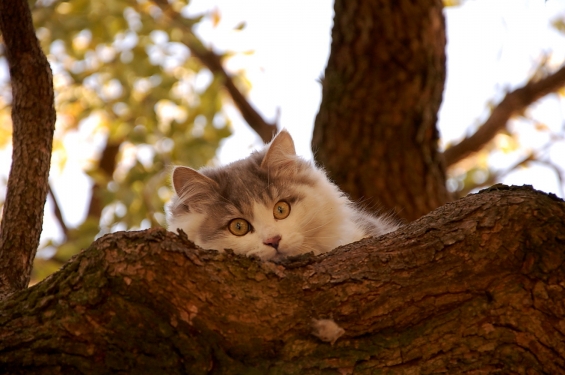 猫画像｜木登り