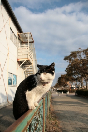 猫画像｜よっこらしょ
