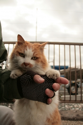 猫画像｜あそんでにゃ～