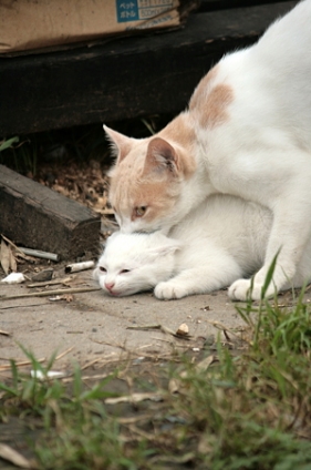 猫画像｜むぎゅ～